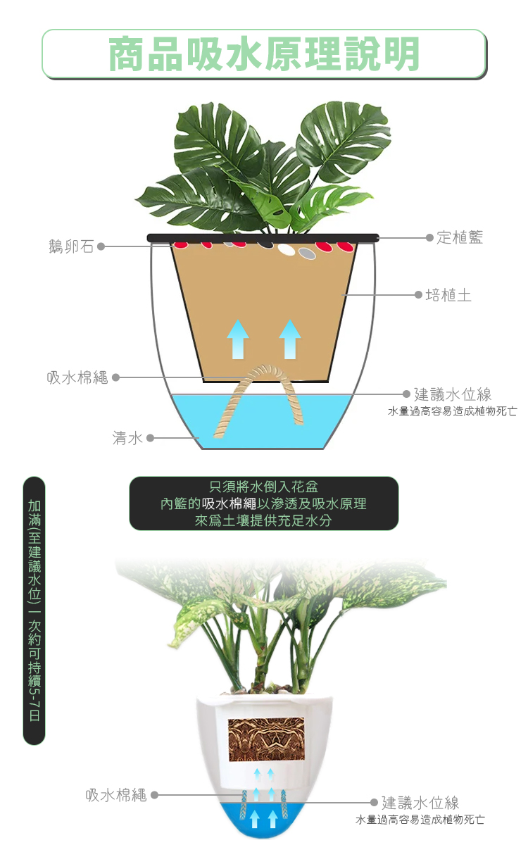 簡易自動吸水花盆透明小款 Pchome 24h購物